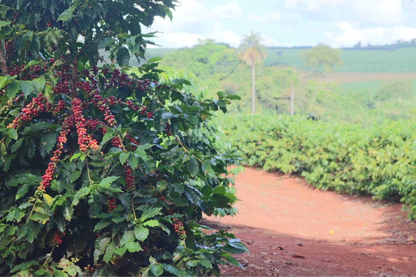 Bali Blue Moon Fresh Roasted to Order Coffee 1 LB Cremagnum