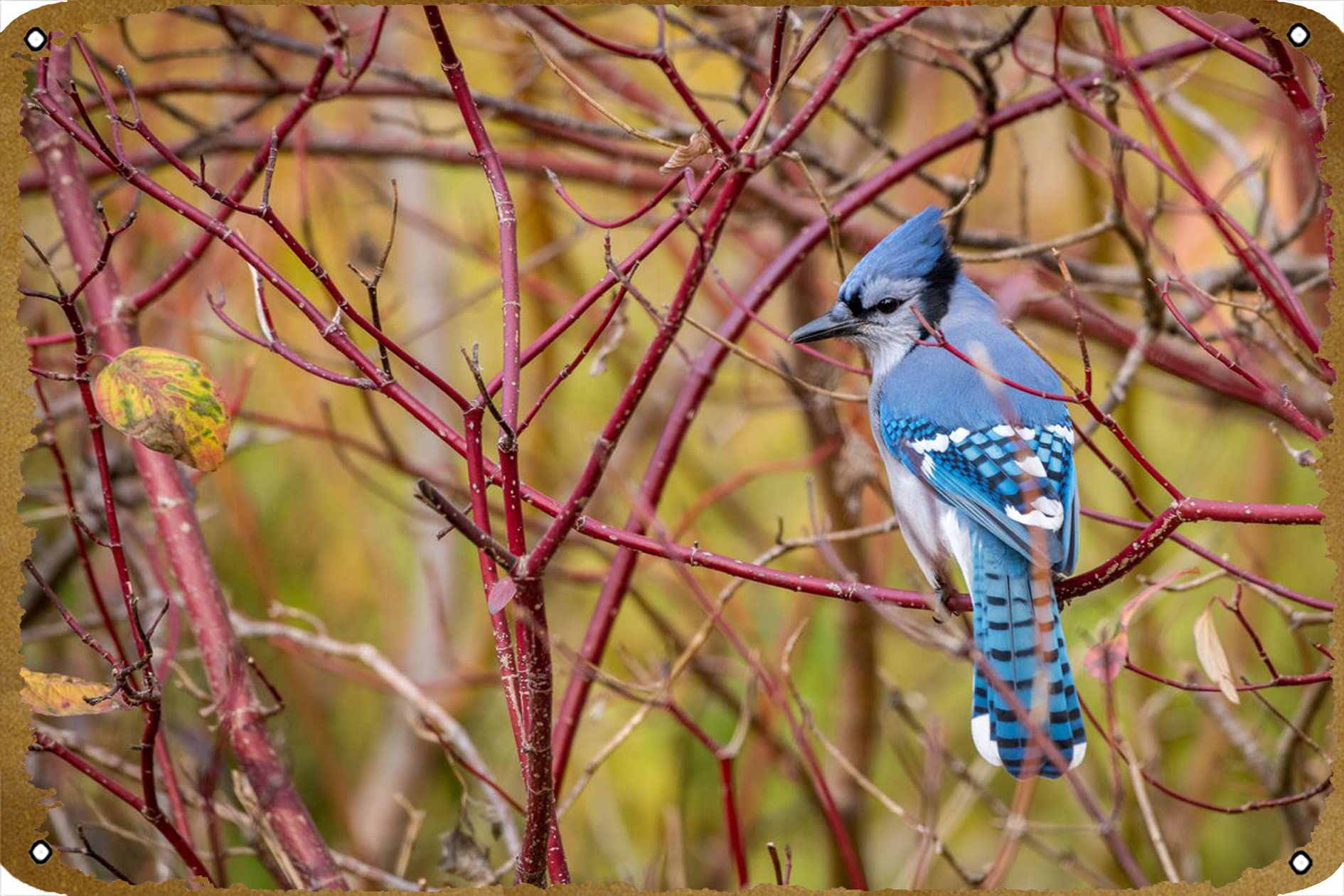 Blue Jay Retro Metal Tin Sign,Art Retro Poster,Bedroom Cafe Home Pub Club Wall Signs Decor Vintage Tin Poster, 8x12inch