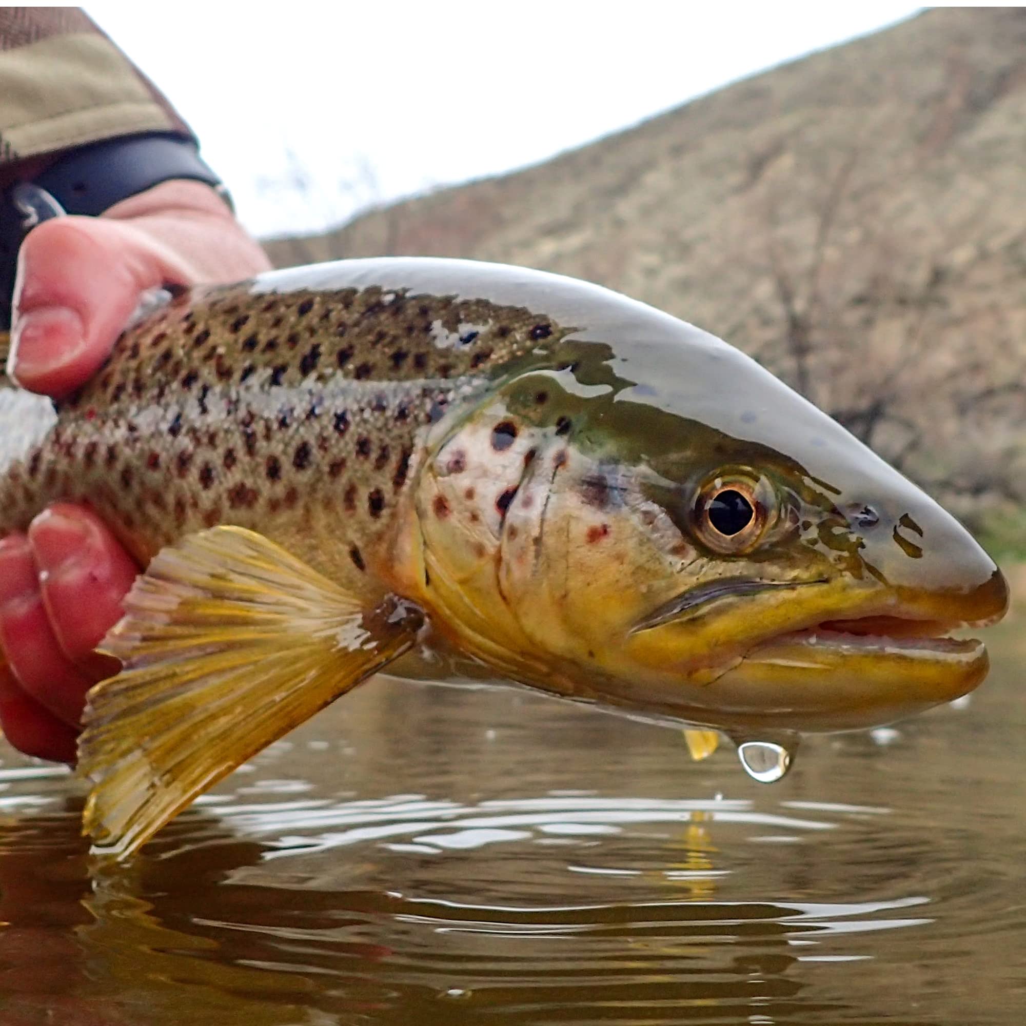 Amazon.com: Mouse Fly Fishing Flies by Colorado Fly Supply - No