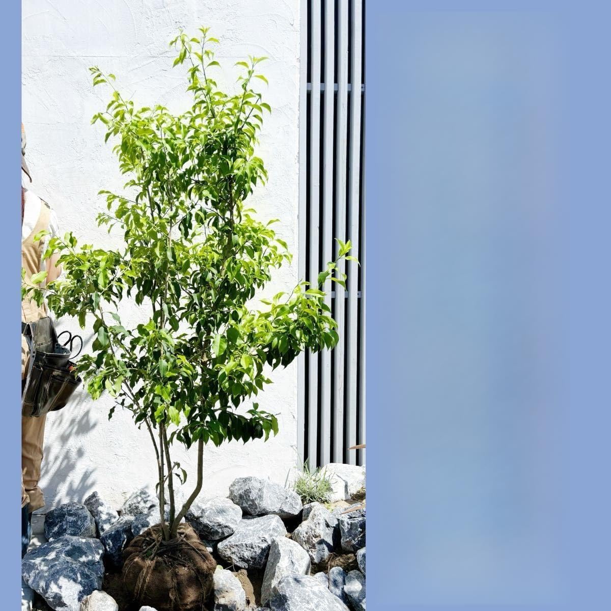 美形。アカシアフロリバンダ1.9M(鉢底から)品番C ミモザ 美形。アカシアフロリバンダ1.9M(鉢底から)品番C ミモザ