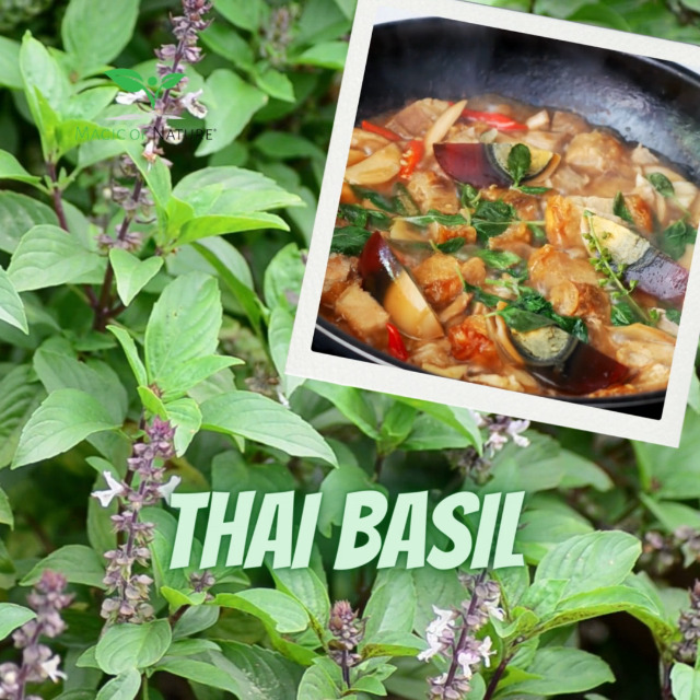 Magic of Nature Thai Basilikum Samen 100 Stk (Ocimum Basilicum)  Kruter  Saatgut fr die asiatische Kche  Ideal fr Balkon, Garten & Fensterbank :  Amazon.de: Garten
