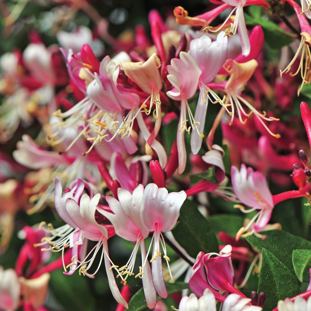 Honeysuckle Plant, Pink Climber Shrub with Lots of Flower and Fragrance, Perfect for Cottage Gardens, 2 x Lonicera Fragrant Cloud in 2L Pots by Thompson and Morgan