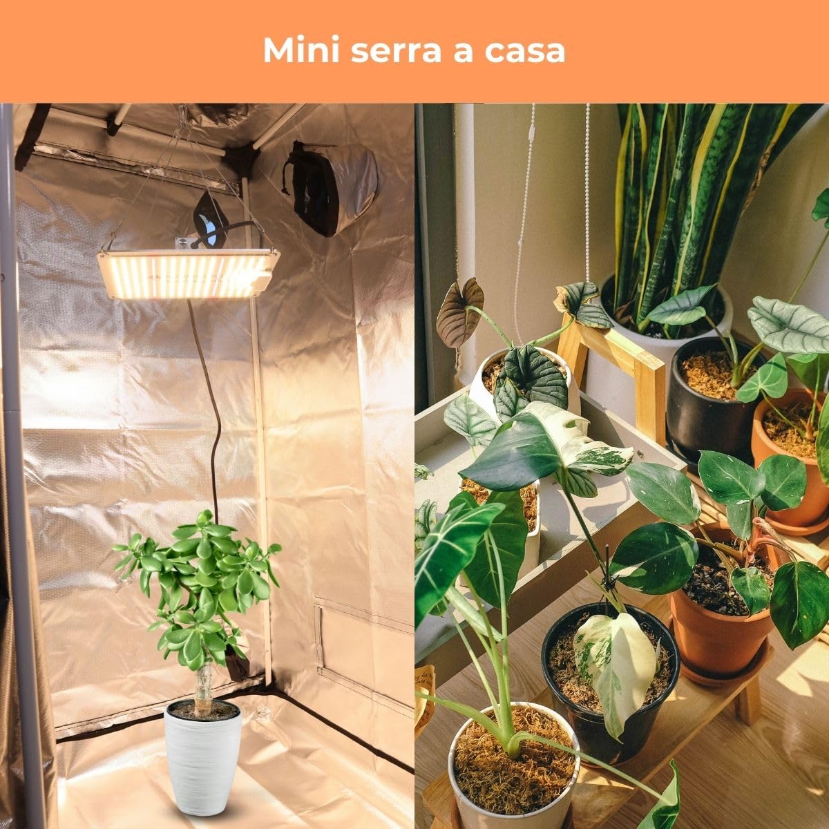 Mobiclinic®, Tenda per coltivazione indoor, Growbox, Premium mylar 97% reflective, Idroponica, Impermeabile, Fondo rimovibile, Tessuto di nylon spesso, Struttura robusta, Grow tent