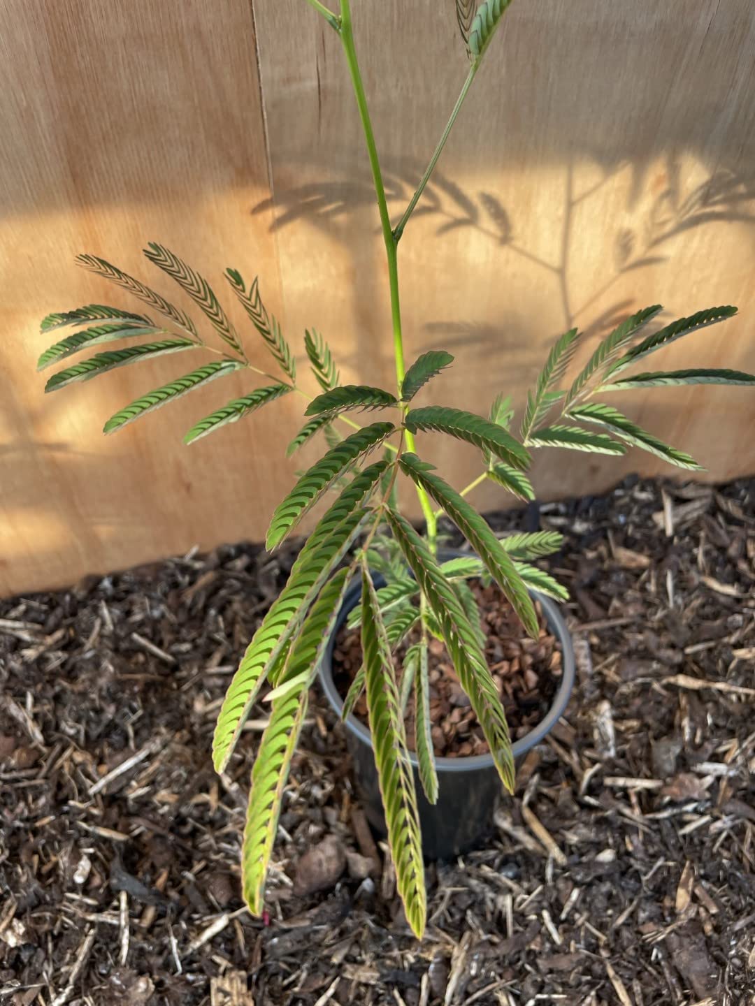 Buy Persian Silk Tree julibrissin/Nemu Bastard Tree/Tamarind