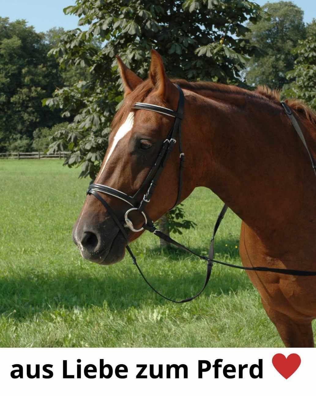 Amesbichler Reitsport Springkandare hohe Zungenfreiheit, Edelstahl