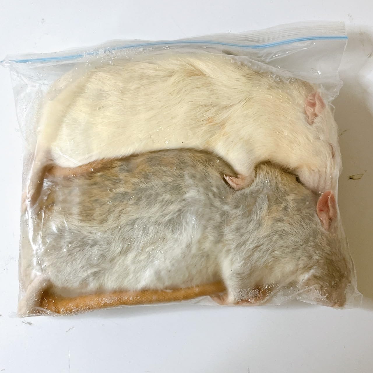 Amazon | 国産冷凍ラット (アダルト4L ～380g 2匹入り) | 冷凍