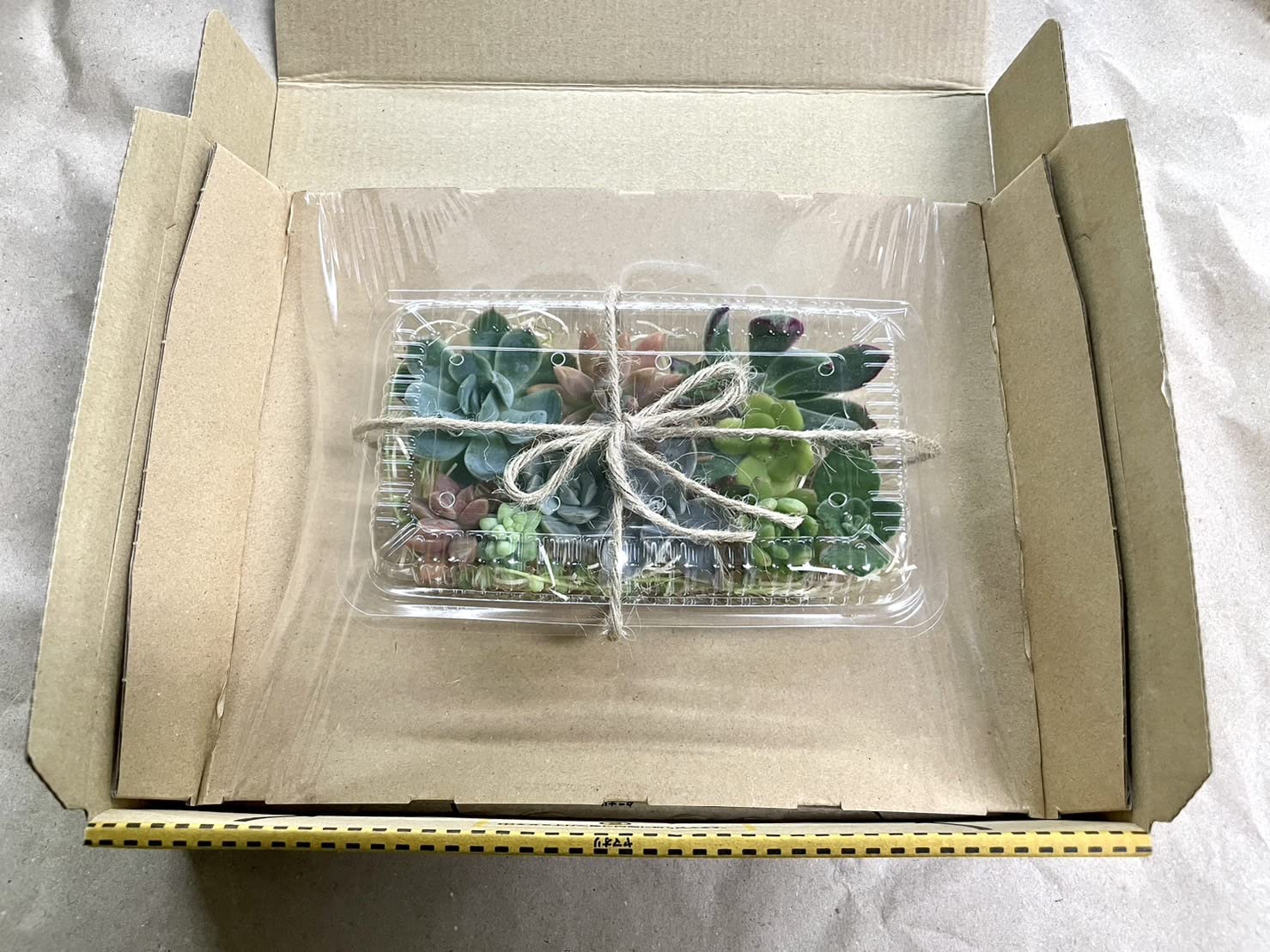Amazon.co.jp: 【マルイ農園】多肉植物 カット苗 お任せ詰め合わせ 