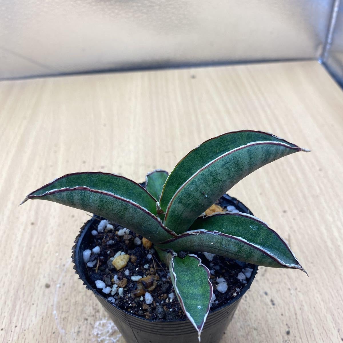 Amazon.co.jp: サンスベリア プフィステリー 多肉植物