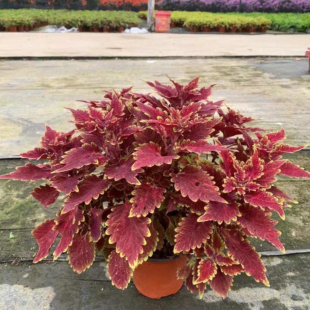 50 pcs Buntnessel Pflanze Samen, Blumen Balkon, Bonsai Samen (Coleus  blumei) Wildblumenwiese Saatgut Mehrjhrig, Seed Exotische Pflanzen Samen,  Winterharte Kbelpflanzen Topfpflanzen : Amazon.de: Garten