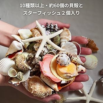 ※購入不可※貝殻 セット 合計8枚 Amazon.co.jp: 天然 貝殻 セット 詰め合わせ ミックスシェル