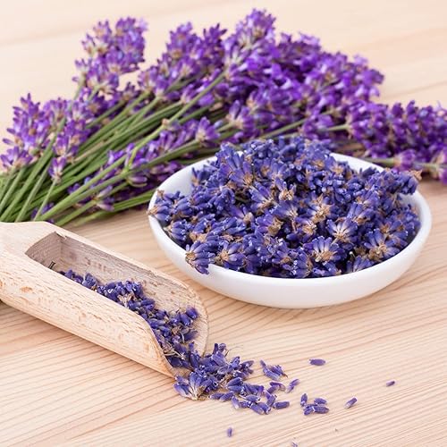 Más de 100 Semillas de Lavanda Inglesa (Planta Lavandula) Medicinal - Hierba Púrpura