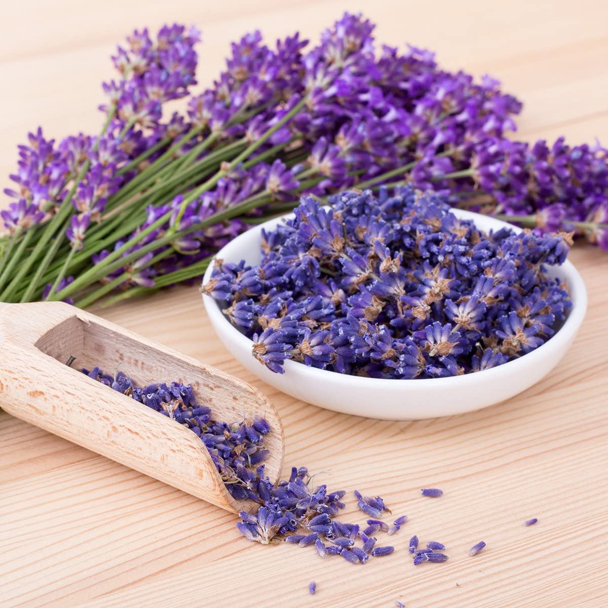 100+ English Lavender (Lavandula Plant) Medicinal - Herb Purple
