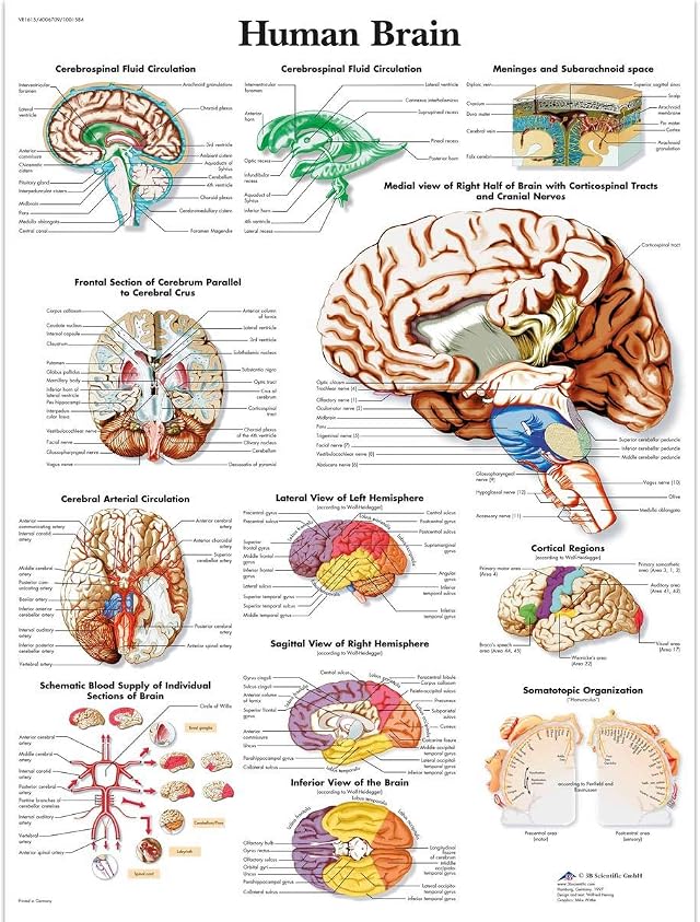 3B Scientific Poster anatomico del cervello umano, tavola di neuroanatomia per medicina, neurologia, infermieristica e formazione sanitaria