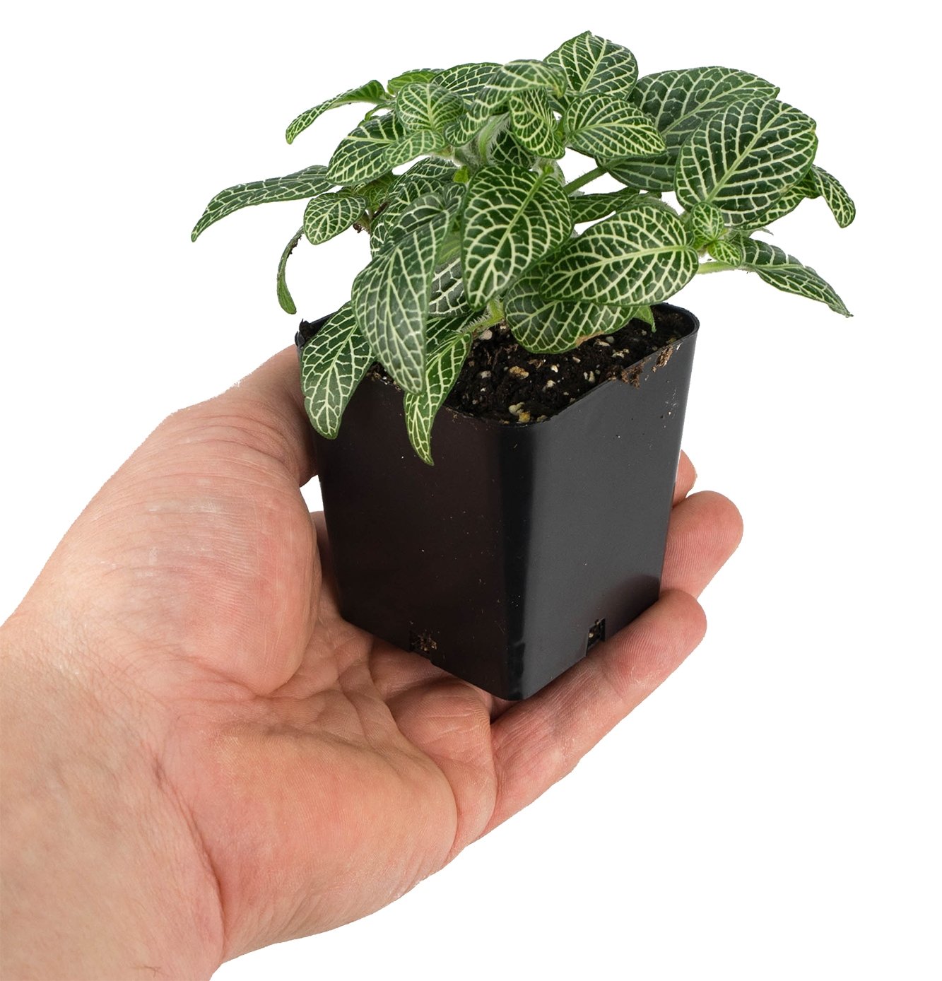 Sprig and Stone Fittonia Mini White