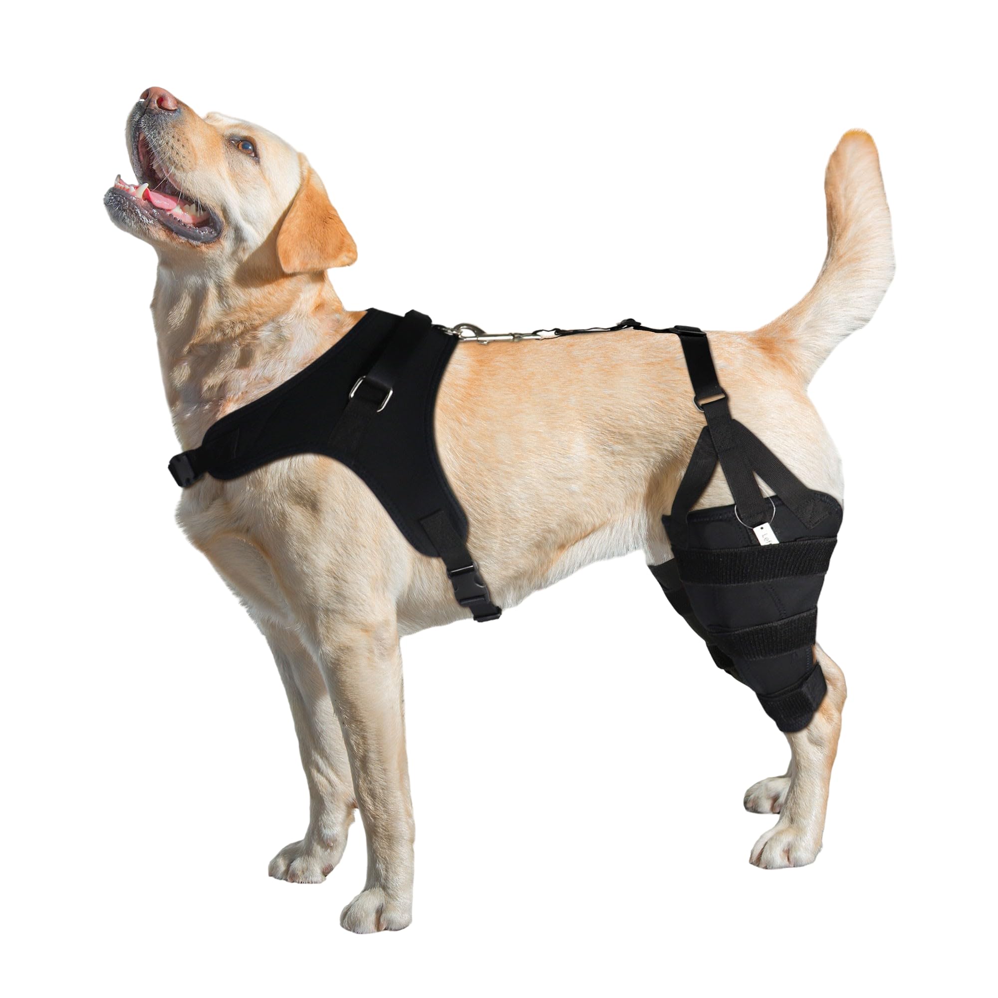 Tutore per ginocchio per cani Labrador per gamba lacerata, rotula lussante, tutore per ginocchio con stecca in metallo incernierato, supporto per ginocchio per CCL, migliore recupero con tutore