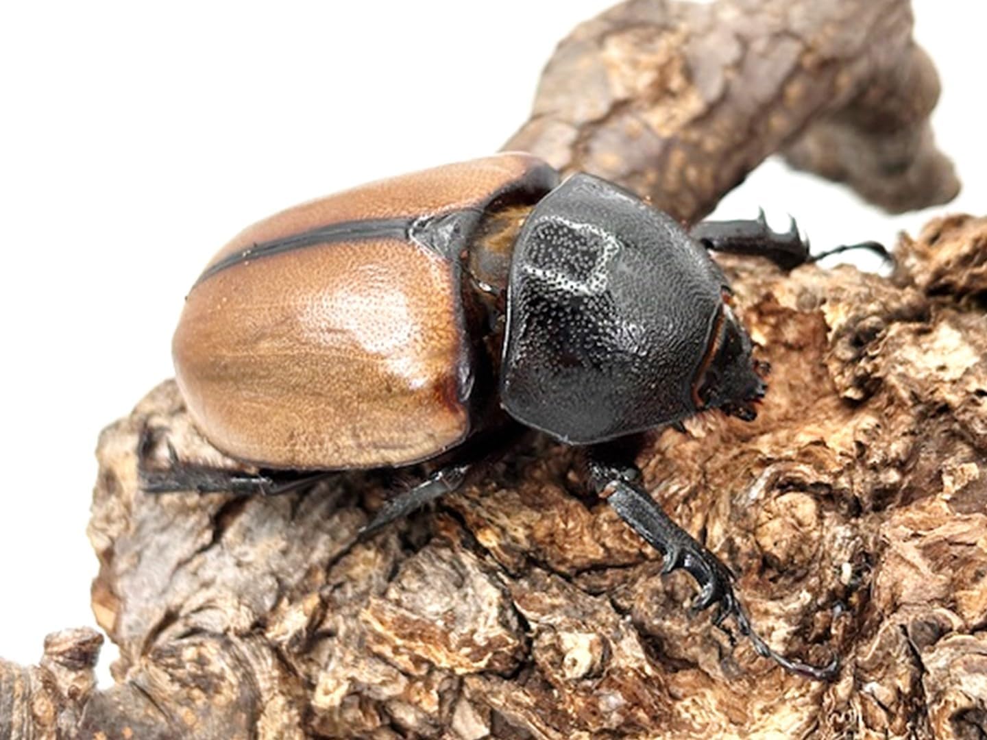 ワンオーナー 大昆虫ガイアマンティス 初期 450 ワンオーナー 大昆虫