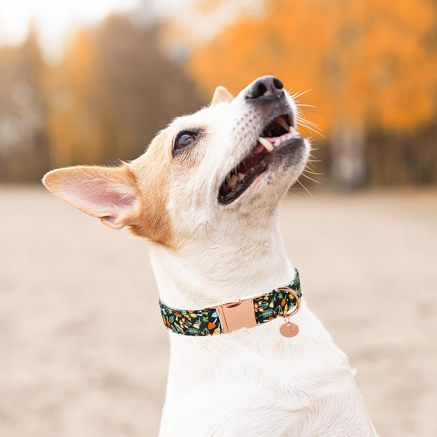 Daisy Fall Cotton Dog Collar with Metal Buckle Gift Autumn Collar for Small Medium Large Girls or Boys Dogs Cute Durable Comfortable Pet Collars image 5