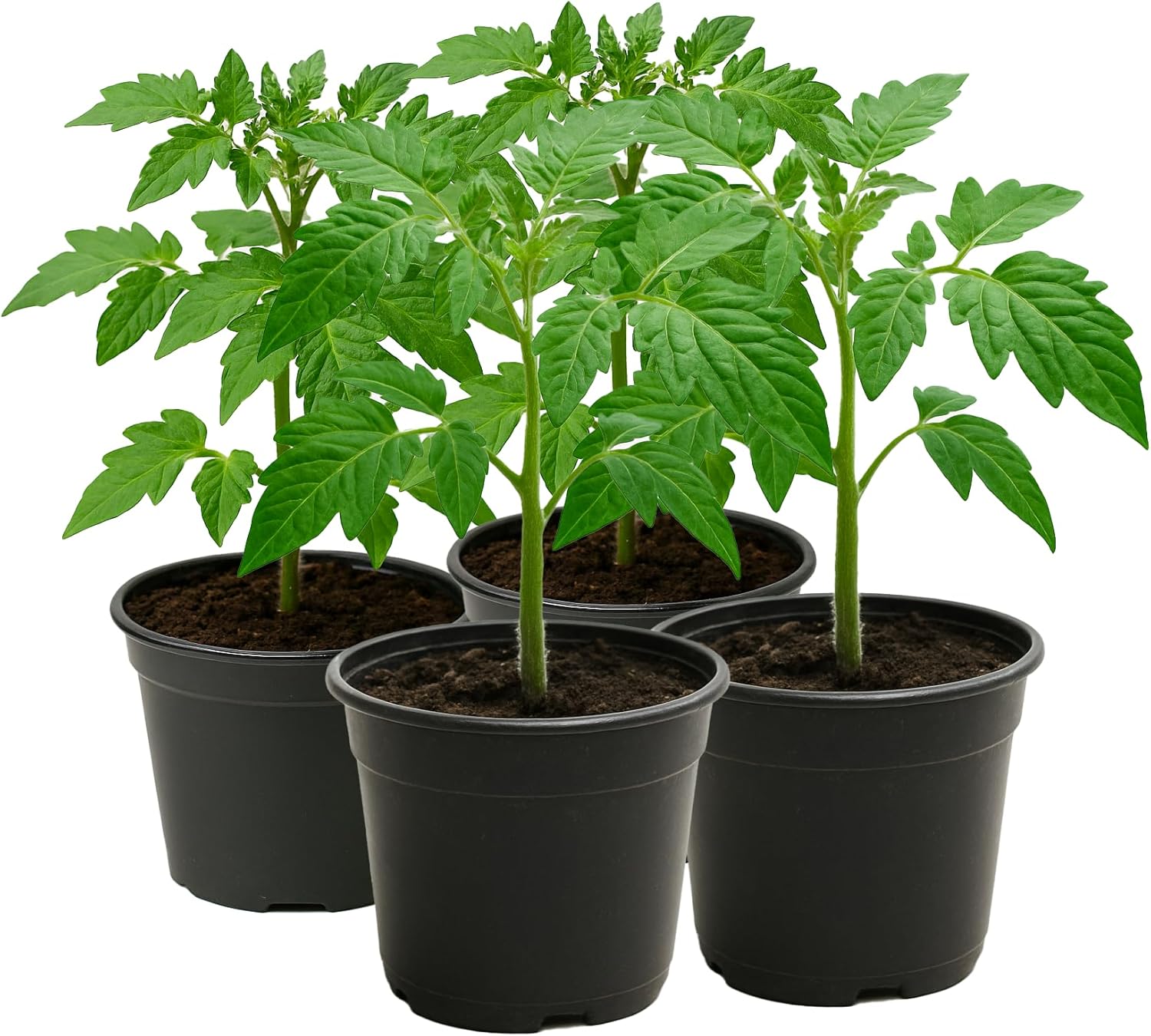 Dark Heirloom Tomato Plant 4-Pack – Black from Tula, Black Krim, Cherokee Purple & Rebel Starfighter – Rare Gourmet Tomato Seedlings – Live Garden Plants