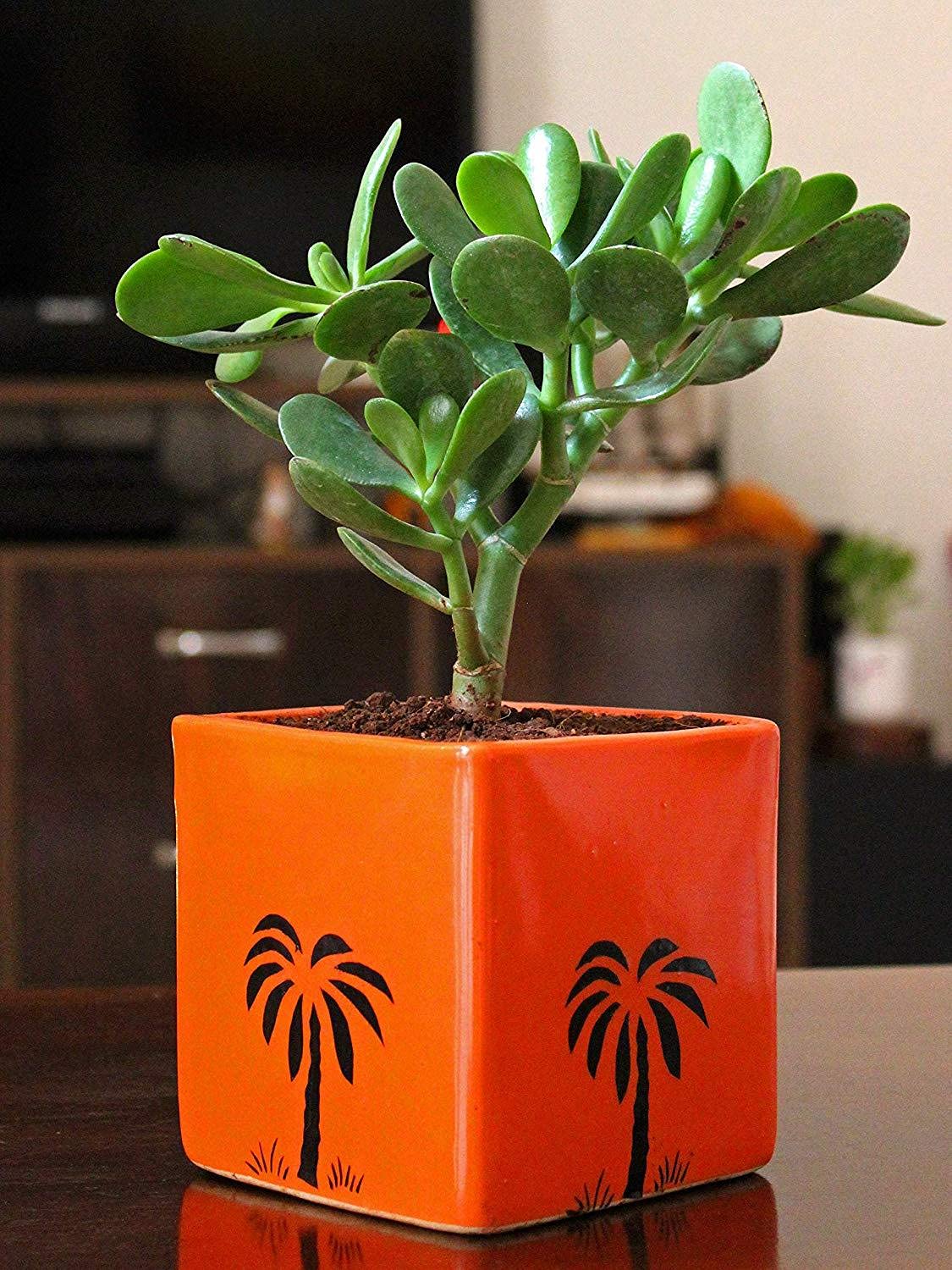 PlantaZee Crassula Live Plant in Ceramic Pot (Green), Pack of1 (B099S75QXK) Amazon Price History, Amazon Price Tracker