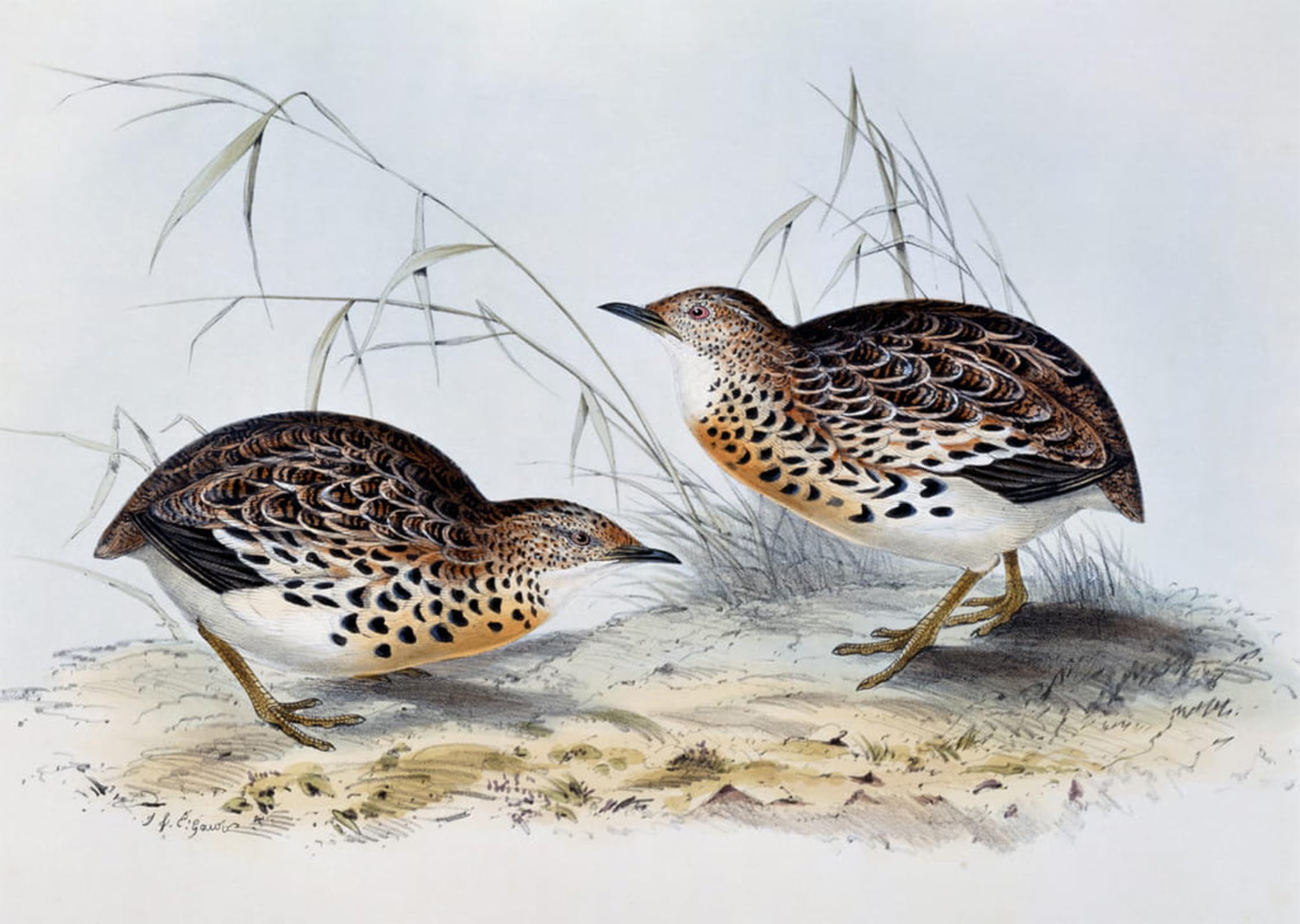 POSTERIIk Vintage Art Print Images Pictures Print Animal Bird Common Buttonquail Engraving From Birds of Europe by John Gould Modern Colour Posters for Office Home Decor 60x90cm