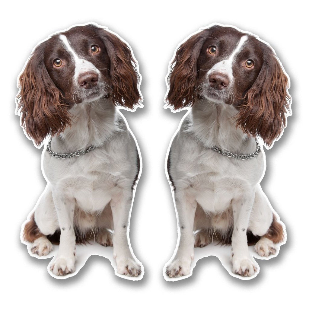 2 x 10cm/100mm Springer Spaniel Vinyl Sticker Decal Laptop Travel Luggage Car Bike Sign Fun #6291