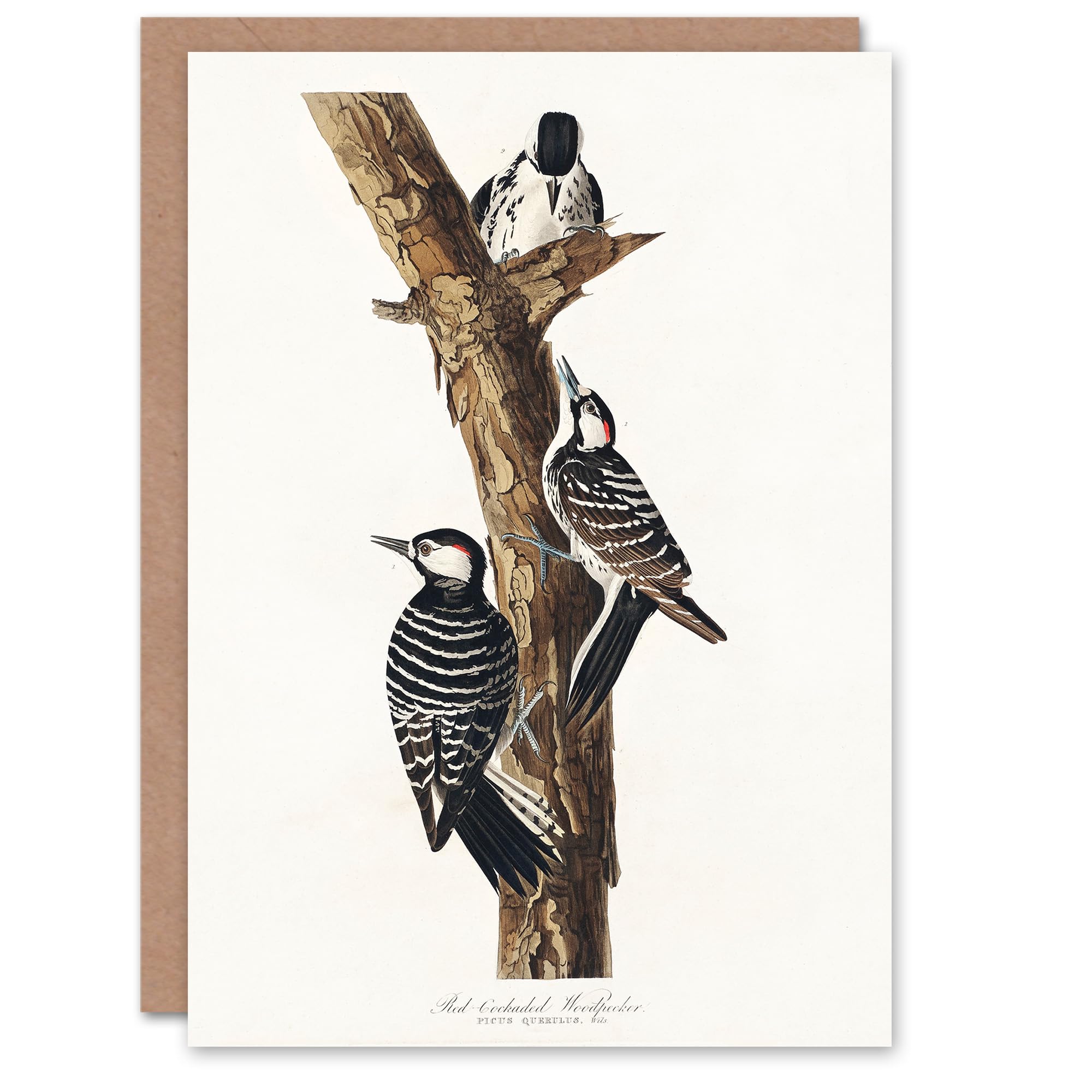 Artery8 John James Audubon Art Card Red Cockaded Woodpecker