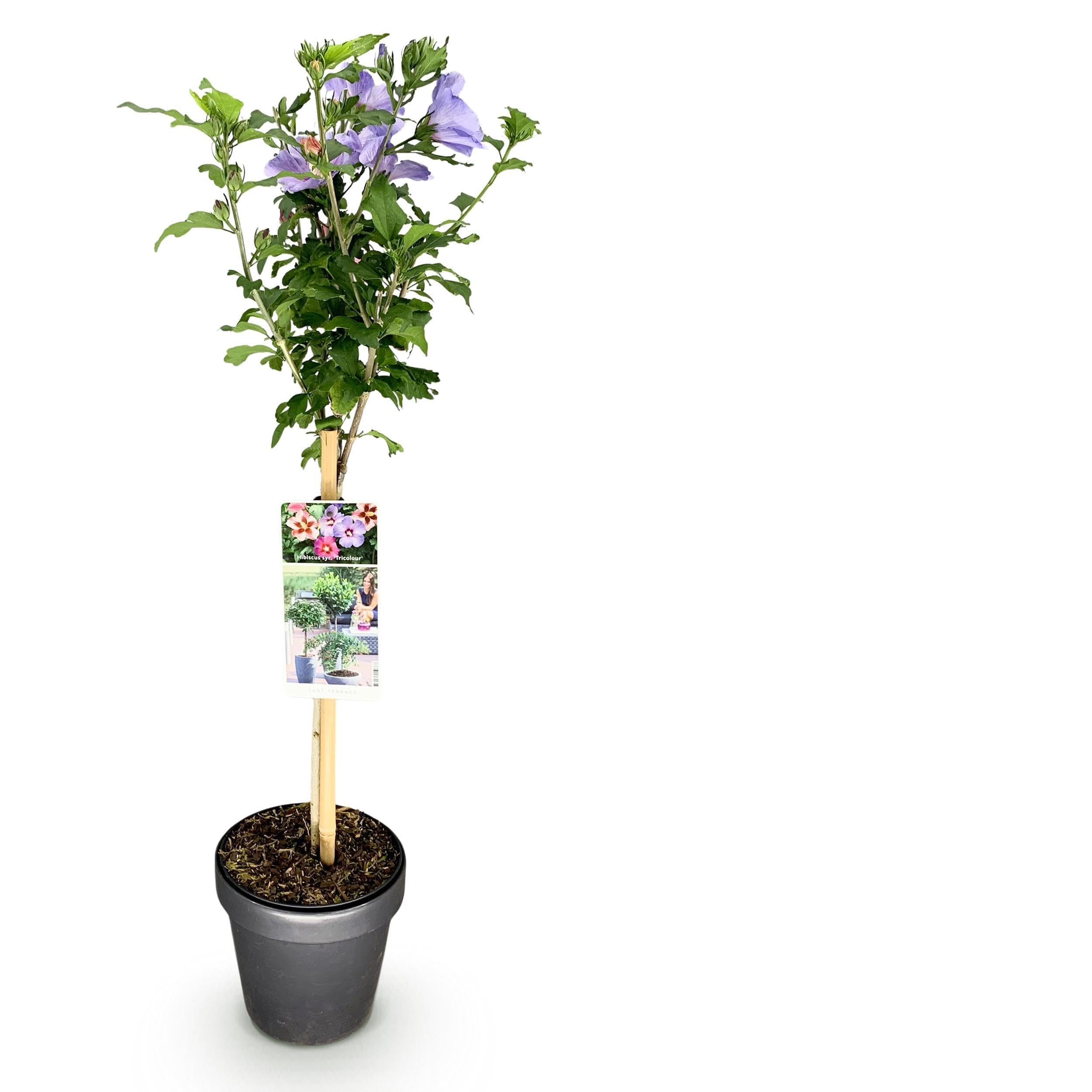 Hibiscus syriacus Tricolour - Roślina na pniu - Roślina tarasowa - Liściasta - Niewymagająca pielęgnacji - 80-90cm - Ø19cm - Roślina ogrodowa