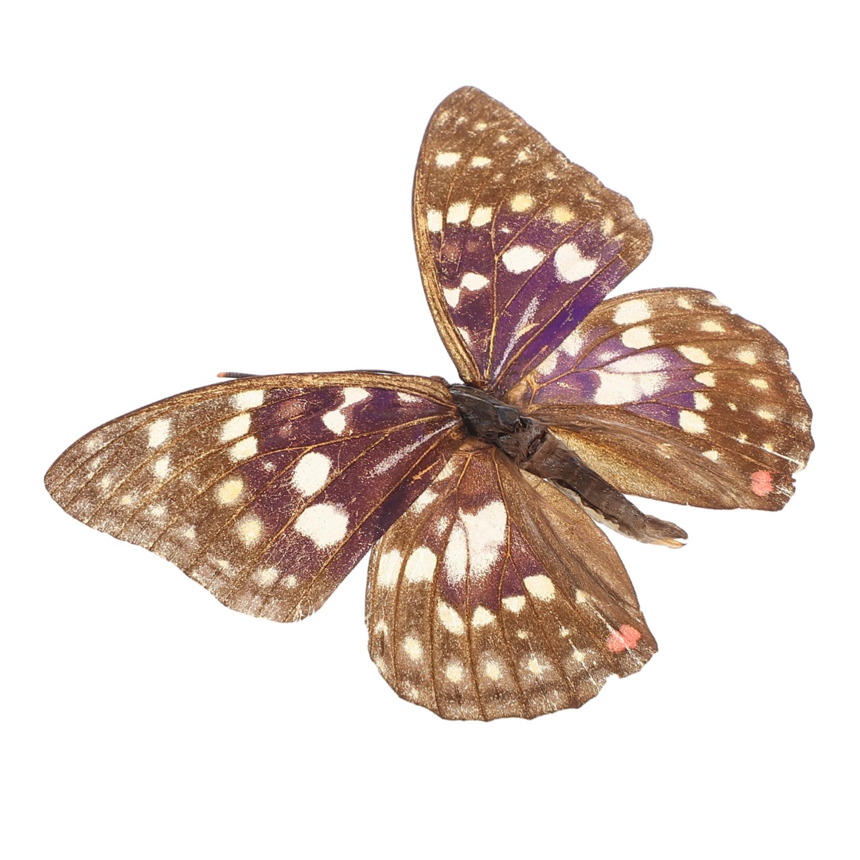 Milisten Real Butterfly Specimen Collection Preserved Insect Model for Classroom Decor Handmade Science Education Props