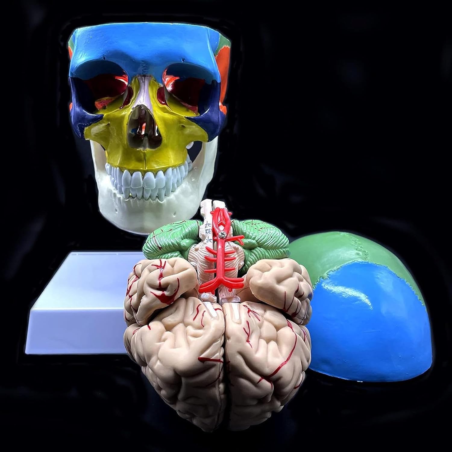 Modello anatomico del cranio umano con cervello e vertebra cervicale, a grandezza naturale, partizionato per insegnamento in aula scientifica, strumento educativo per studi di anatomia