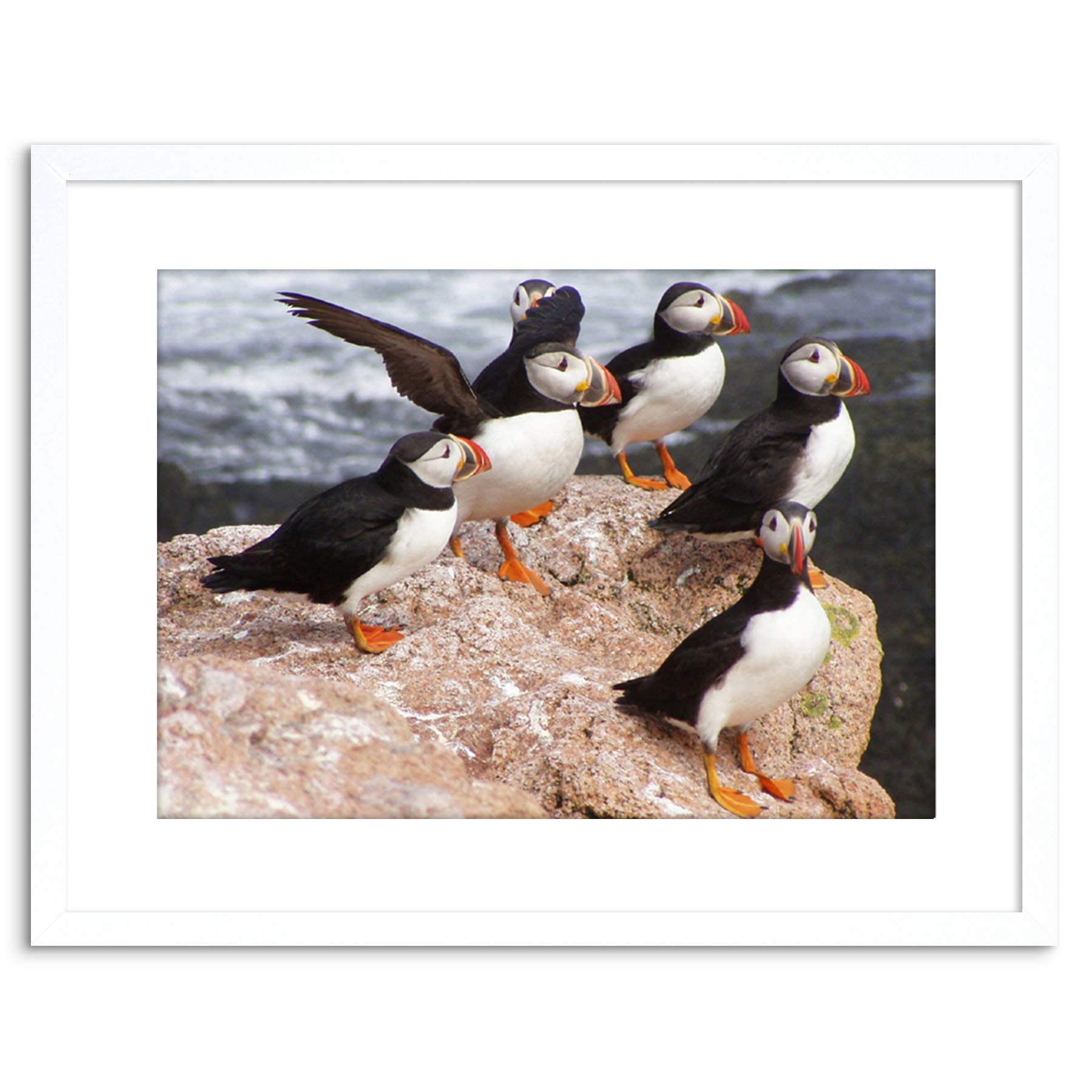 Wee Blue Coo ANIMAL PHOTO NORTH ATLANTIC PUFFINS 9x7 FRAMED ART PRINT F97X12508