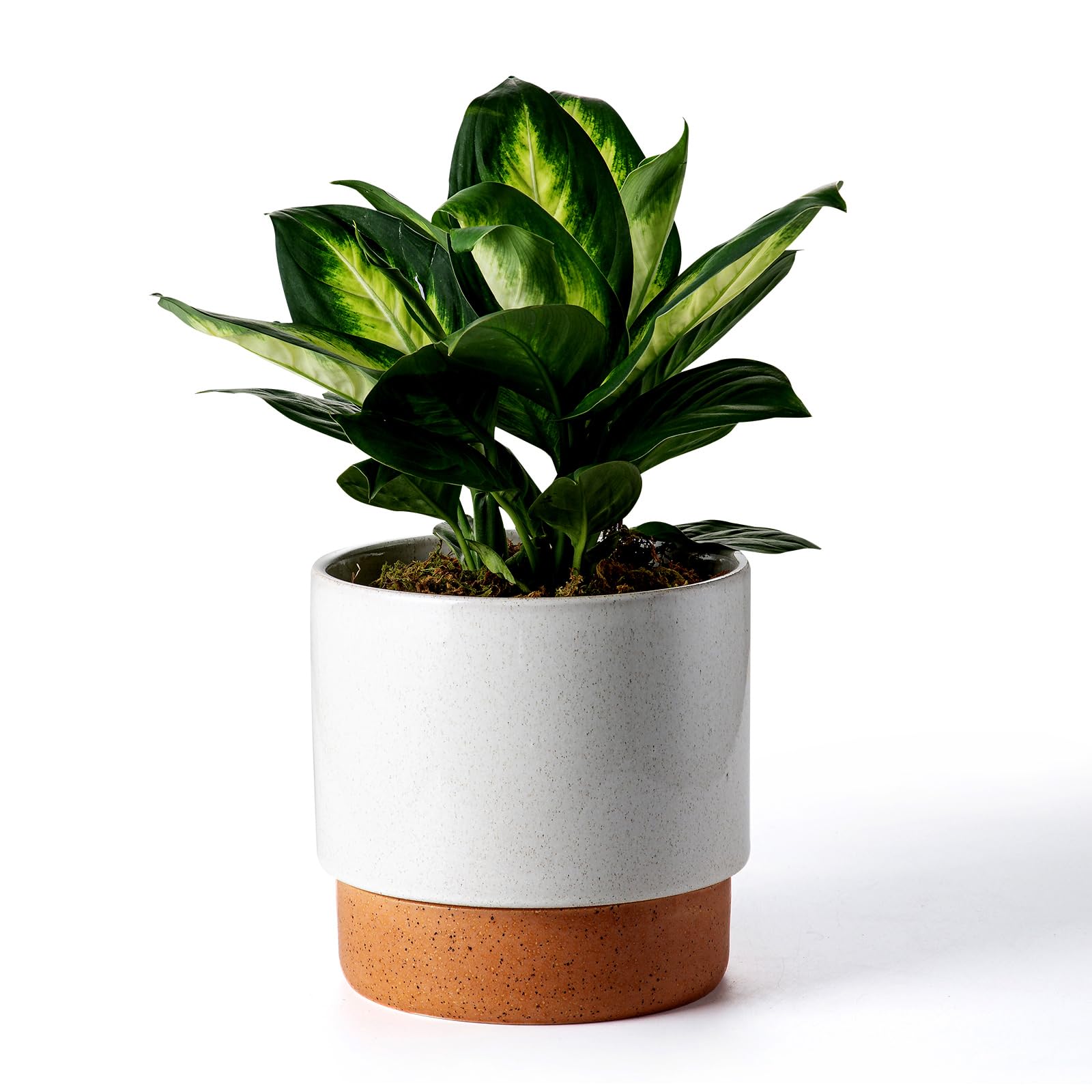 Chubacoo Self Watering Ceramic Planter: 8 Inch Plant Pot with Drainage Hole & Water Storage Plus for Outdoor & Indoor Plants, Succulents, Herbs -