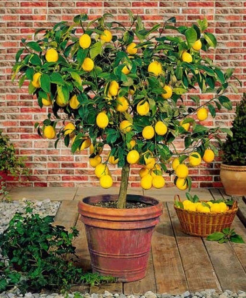 Creative Farmer Live Lemon/Nimboo Bonsai Tree Plant