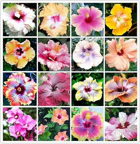 Más de 100 semillas de hibisco siriaco, planta exótica perenne gigante Bonsai Hardy