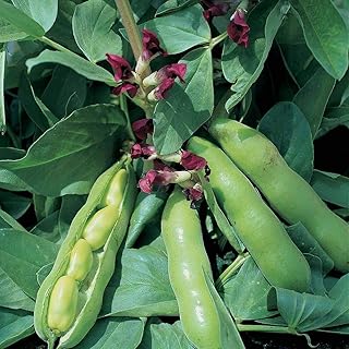 Broad Bean 'Crimson Flowered' Seeds Hardy Annual Vegetable Garden Plants Easy to Grow Your Own Beetroot 'Crimson Flowered' 1 Packet of 30 Seeds by Thompson and Morgan