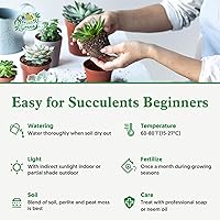 Vista 6 de Cotyledon Pendens de 4 pulgadas, suculenta viva completamente enraizada en macetas con mezcla de tierra, planta doméstica rara para la decoración