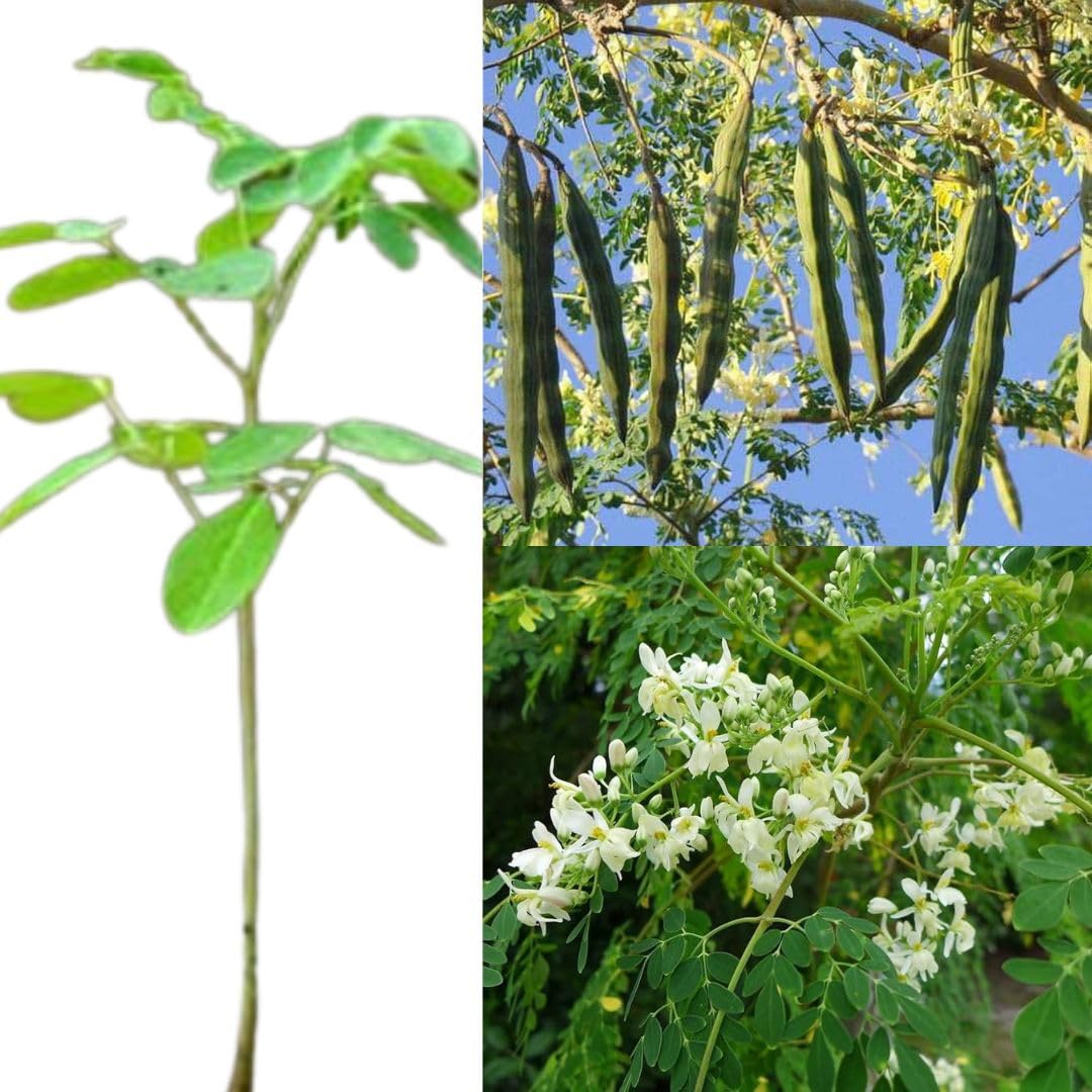 Drumstick plant all season, Moringa plant dwarf Drumstick all season grafted hybrid dwarf variety pack of 1 live plant-image-23