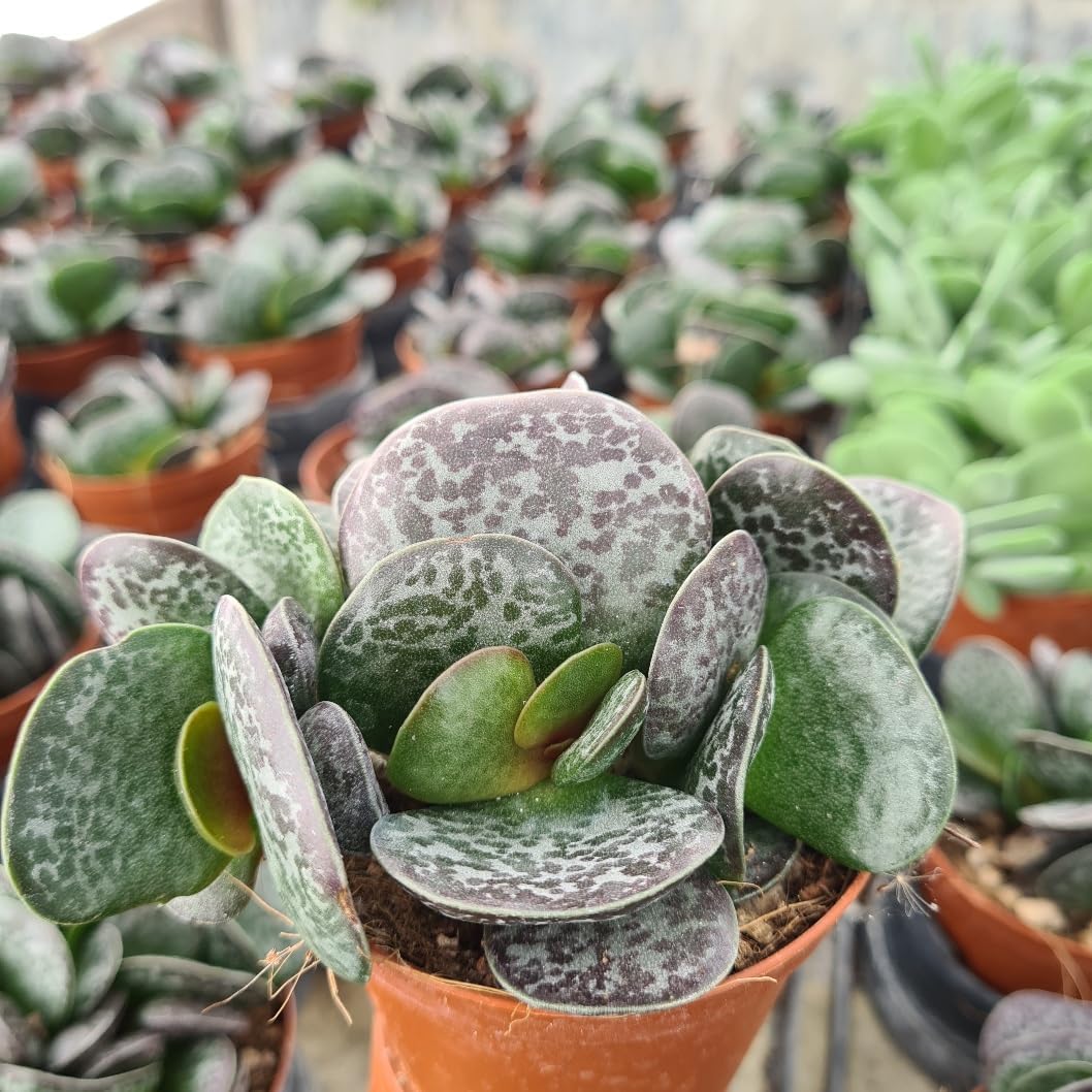 Calico Hearts - 4 Live Starter Plants in 2 Inch Pots - Adromischus Maculatus - Drought Tolerant Indoor Outdoor Cacti Succulent Houseplant