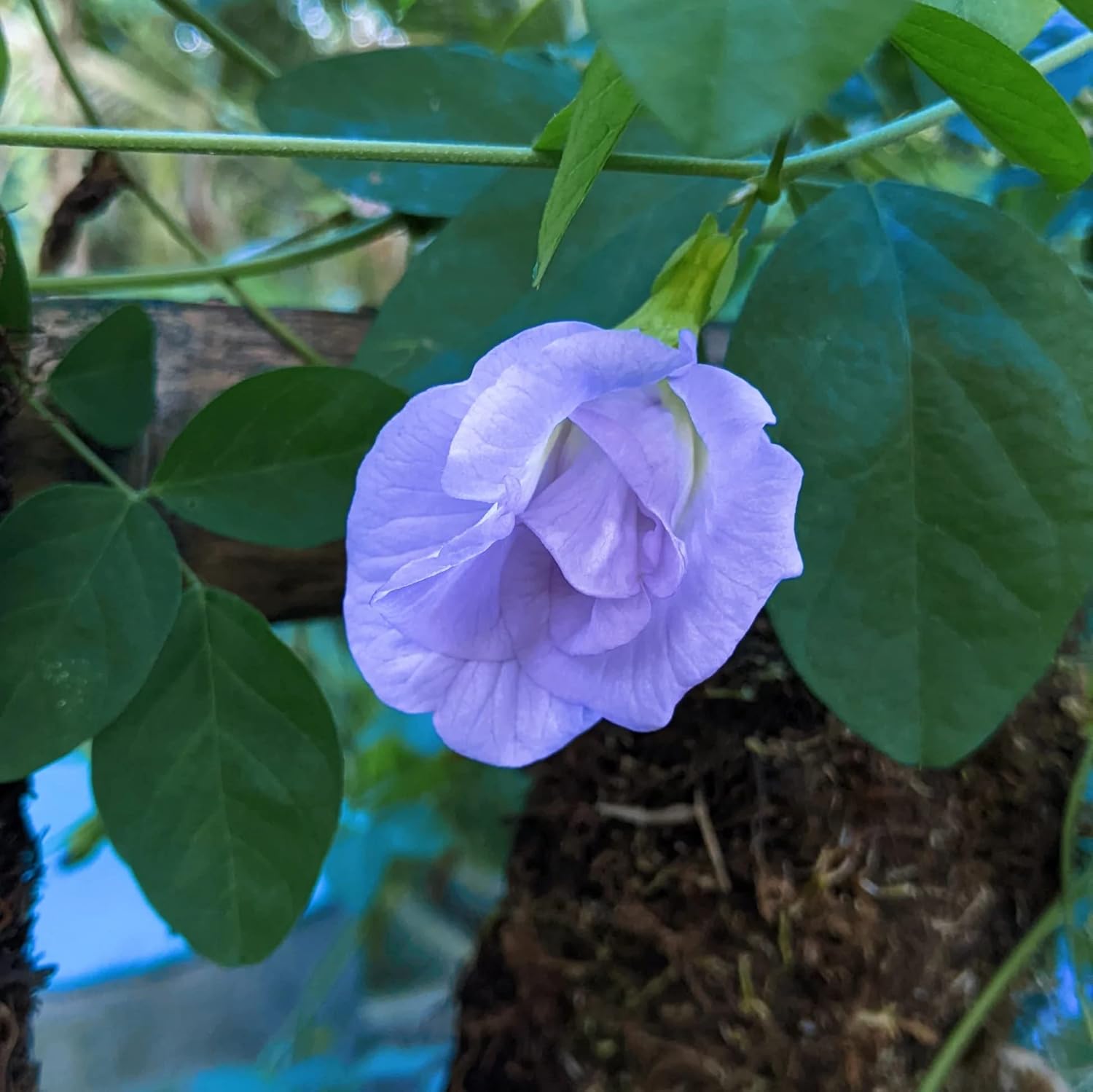 Cloud Farm Pink Aparajita Double Flowering/Butterfly Pea Flower Plant