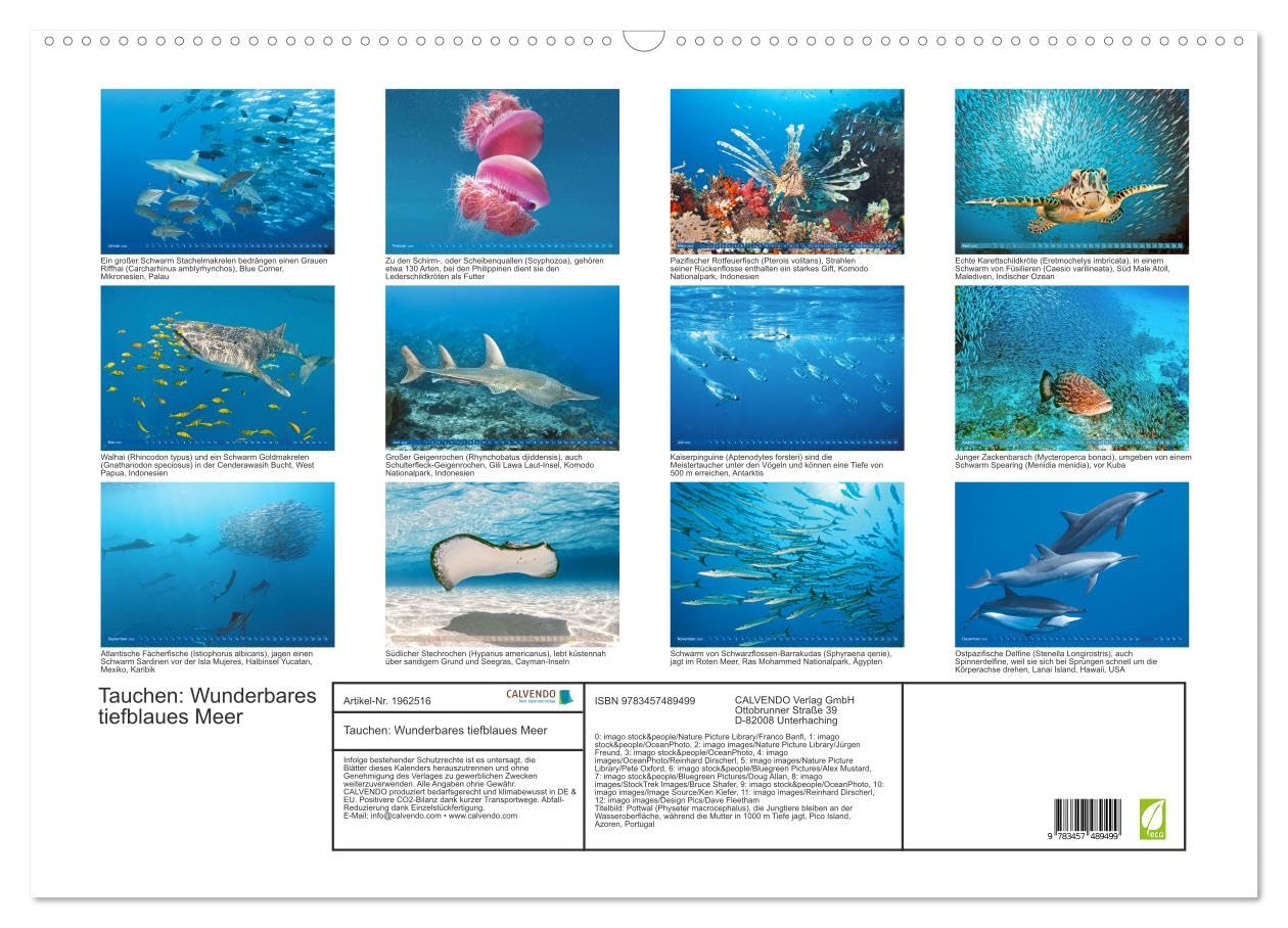 Tauchen: Wunderbares tiefblaues Meer (Wandkalender 2026 DIN A2 quer), CALVENDO Monatskalender: Großartige Unterwasseraufnahmen in der blauen Tiefe: Faszination Tauchen