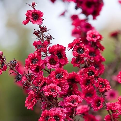 Miniatura 7 de Árbol de Manuka (Leptospermum scoparium) - Cultiva ahora o almacena para futuras plantaciones - Cápsula de 10 semillas