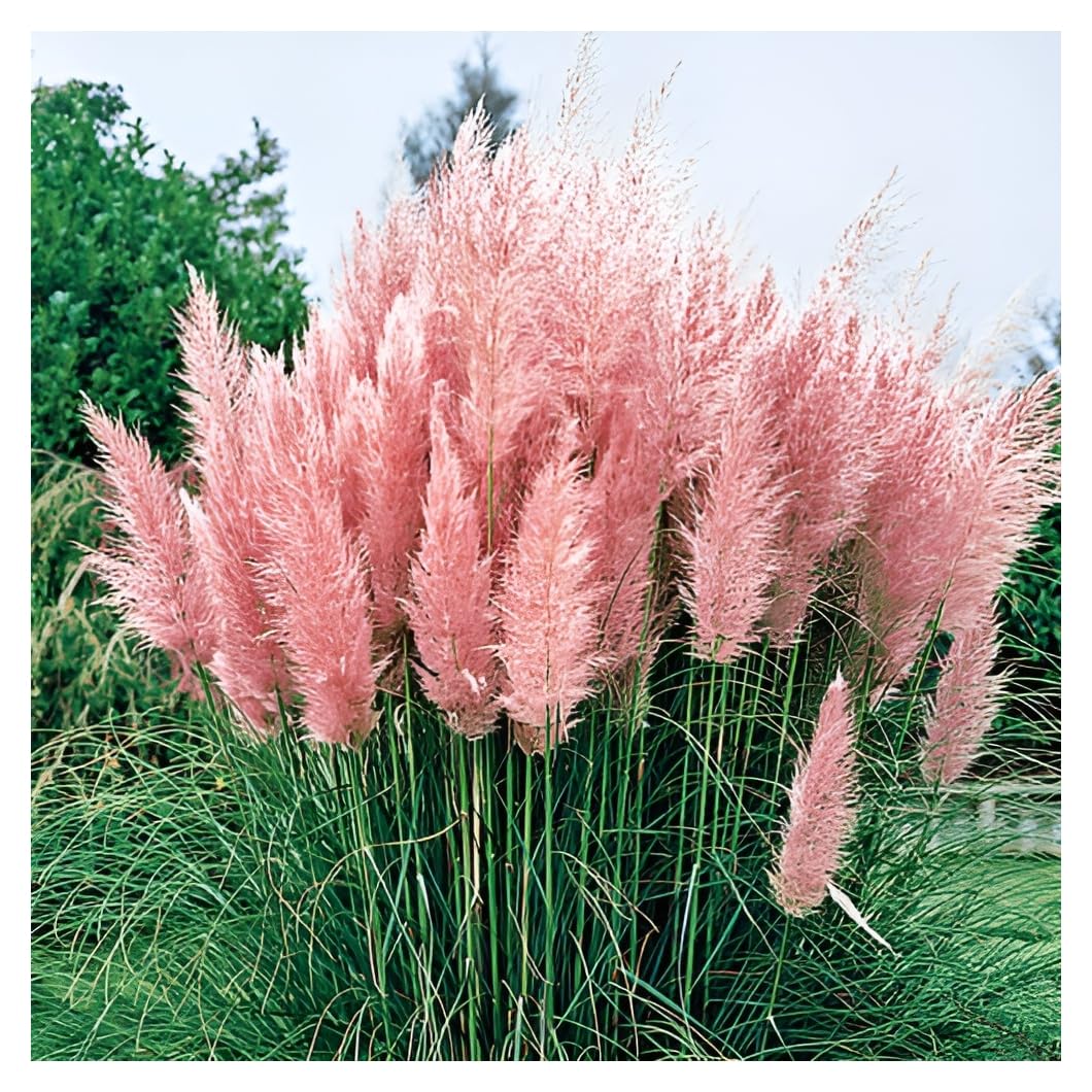 Stauden Gänge 5 x Cortaderia selloana 'Rosea' im 1 Liter Topf (Ziergras/Gräser/Winterhart/Mehrjährig/Immergrün) Rosa Pinkes Pampasgras - Luftige Blütenwolken in sanftem Rosé