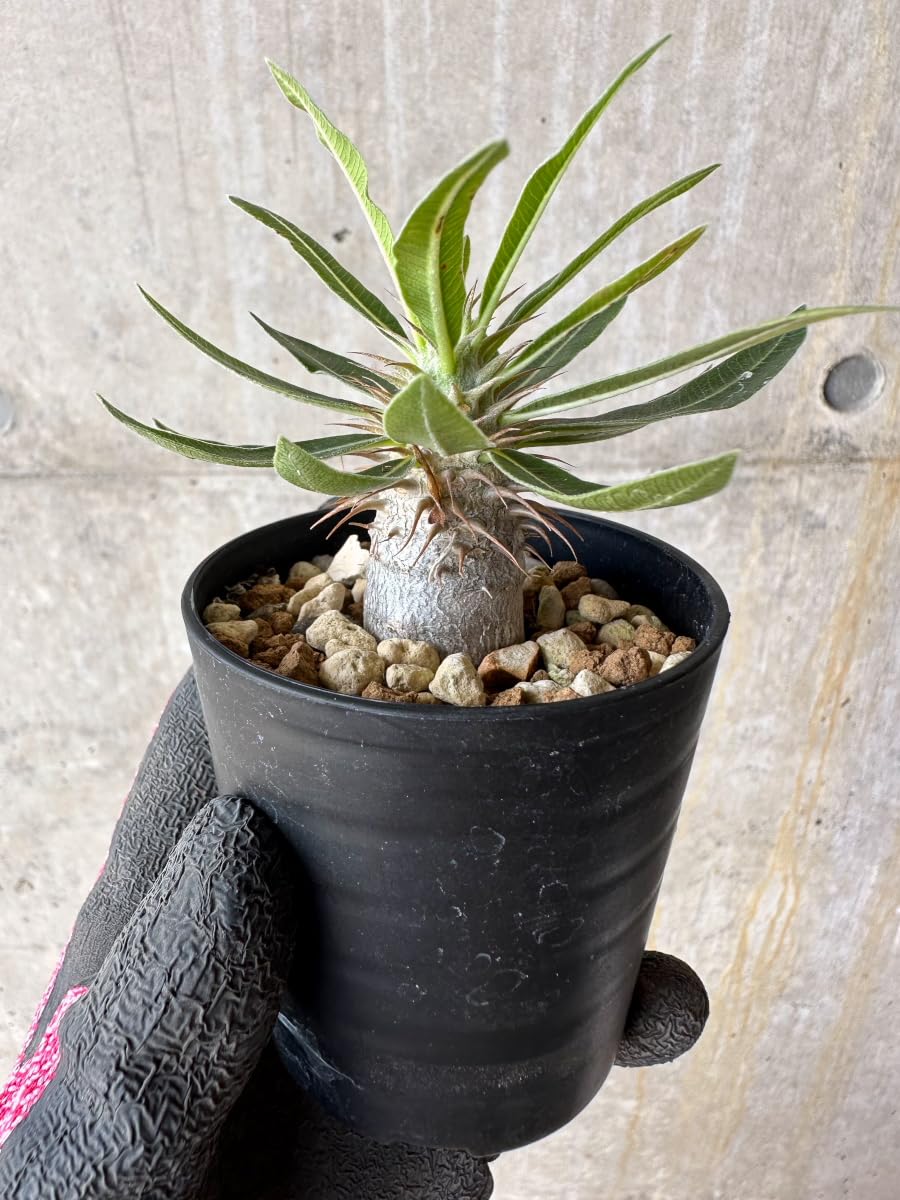 Amazon｜【現品限り】パキポディウム・マカイエンセ【F3】 Pachypodium