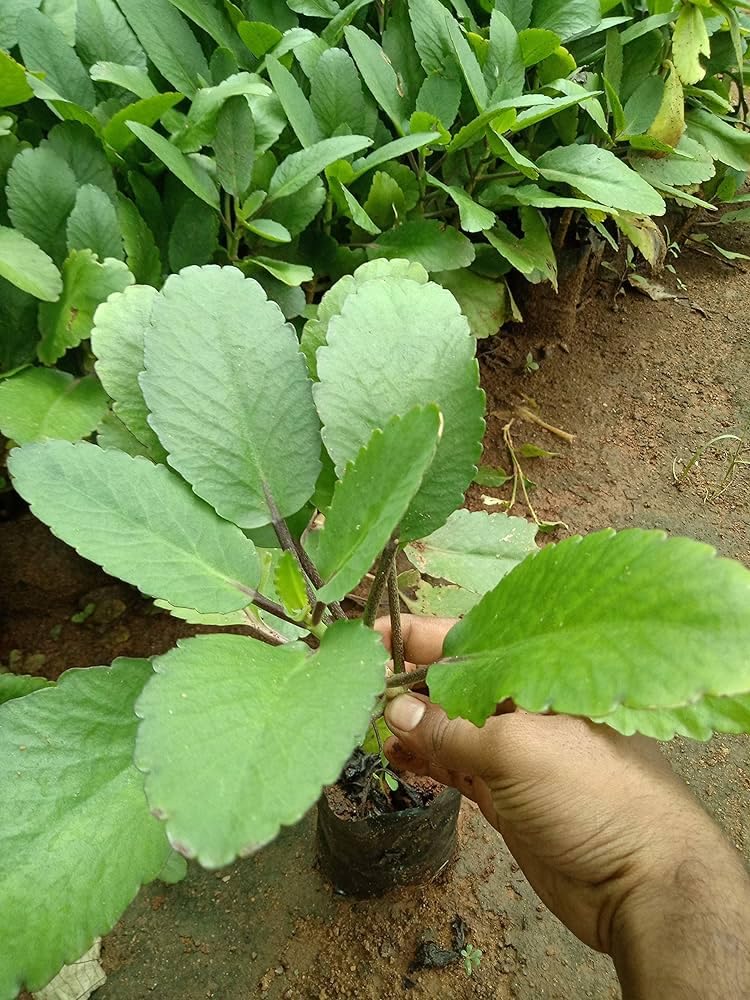 Patharkuchi plant,plant for patharkuchi (Pack of 2) (B0CSKJT257) Amazon Price History, Amazon Price Tracker