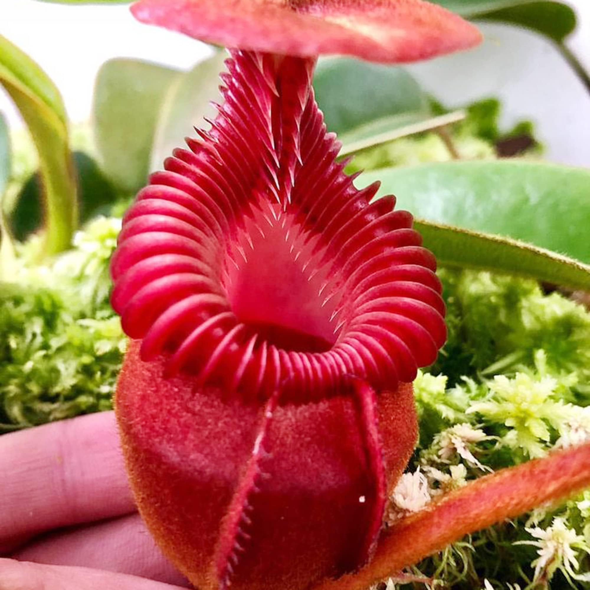 100 Rare Red Nepenthes Seeds, Giant Tropical Pitcher Plant, Monkey Cups Plant Seeds - Remarkable Exotic Houseplant Seed