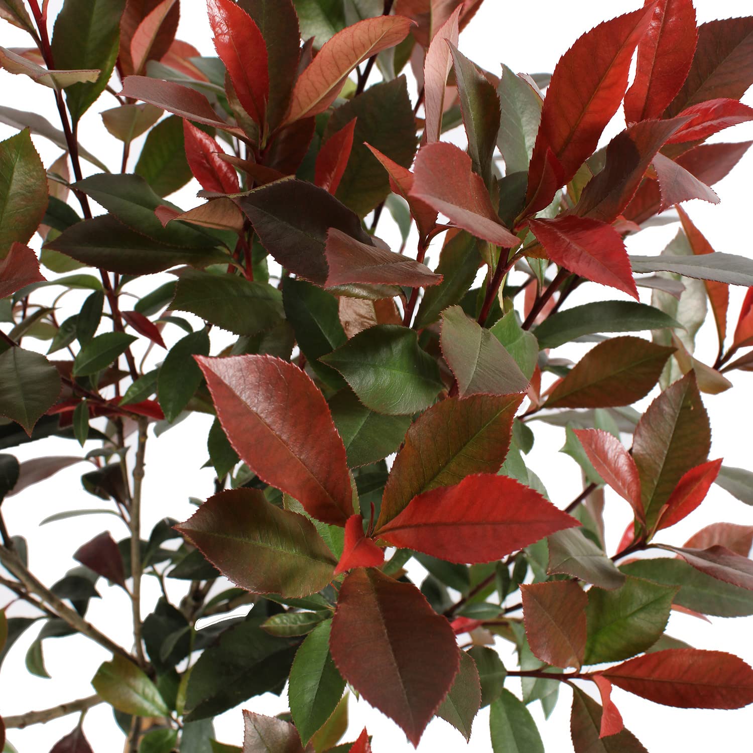 KENTIS - Photinia Fraseri Robusta Compacta - Winterharte Pflanzen fr  Garten - Echte Gartenpflanzen - Hoch 80-100 cm Topf  24 cm 1/4 Stamm :  Amazon.de: Garten