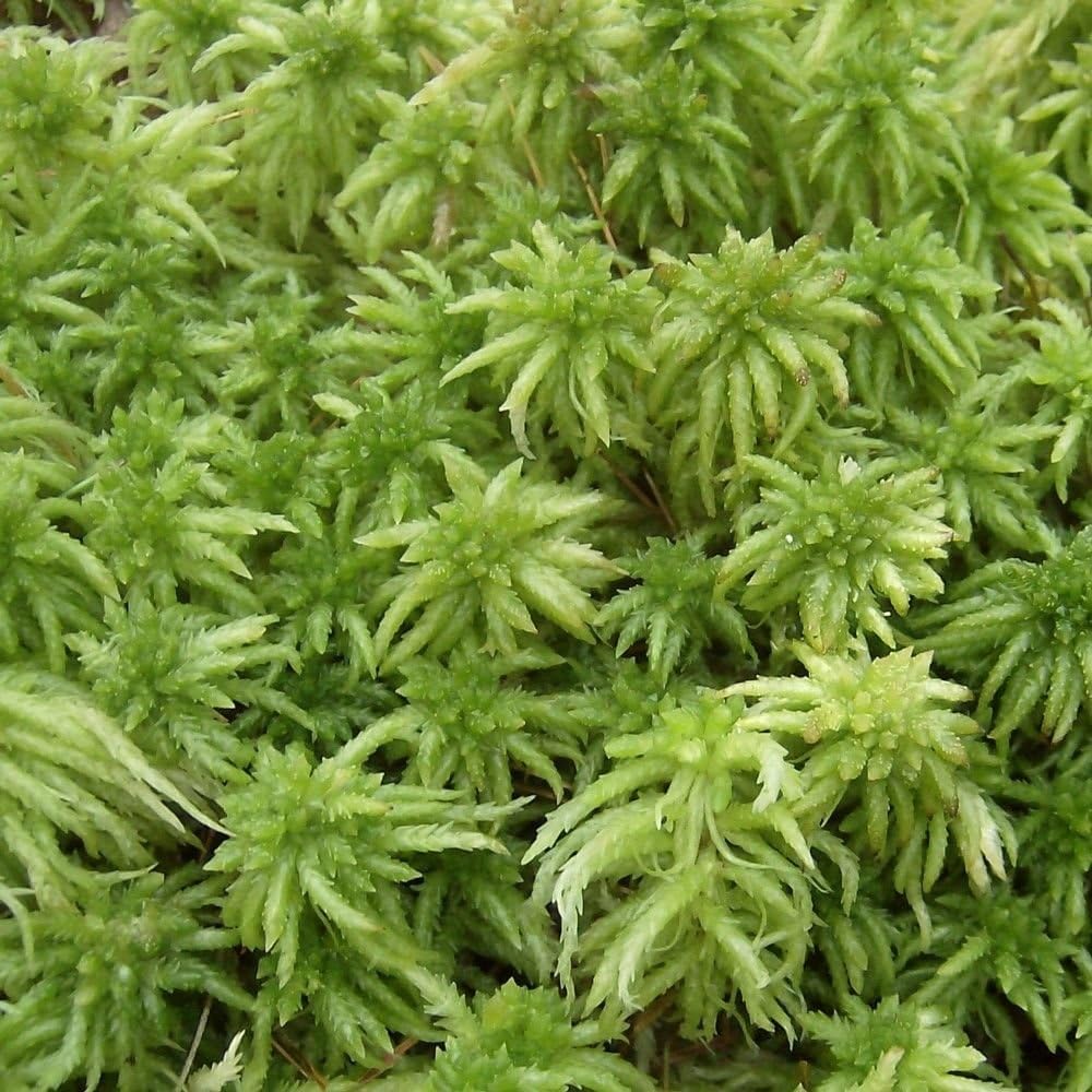 Sphagnum Moss ... Live ...1 Gallon