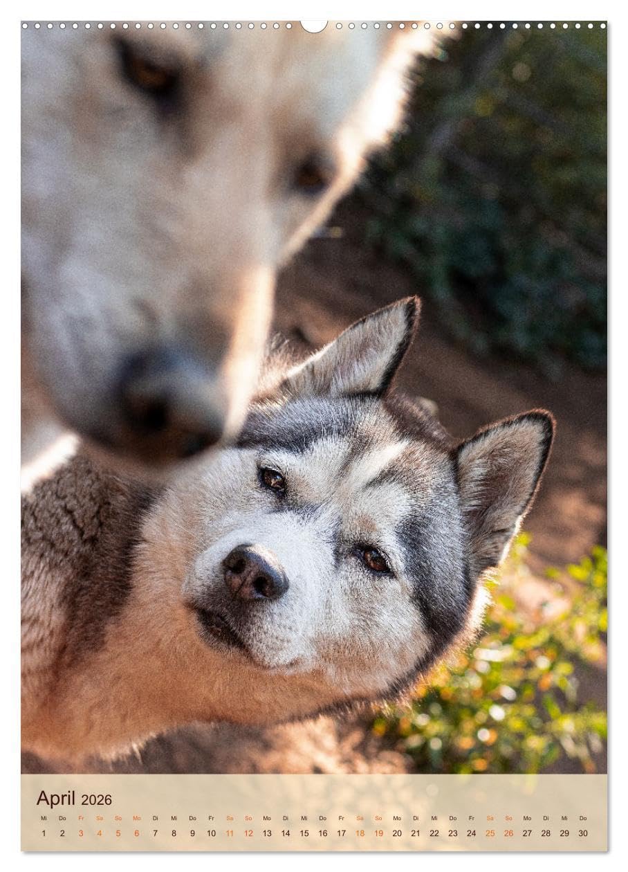 Im Husky-Rudel (Wandkalender 2026 DIN A2 hoch), CALVENDO Monatskalender: Eine charakteristische Bilderserie, die das friedvolle und spielerische ... von Huskies dokumentiert. (CALVENDO Tiere)