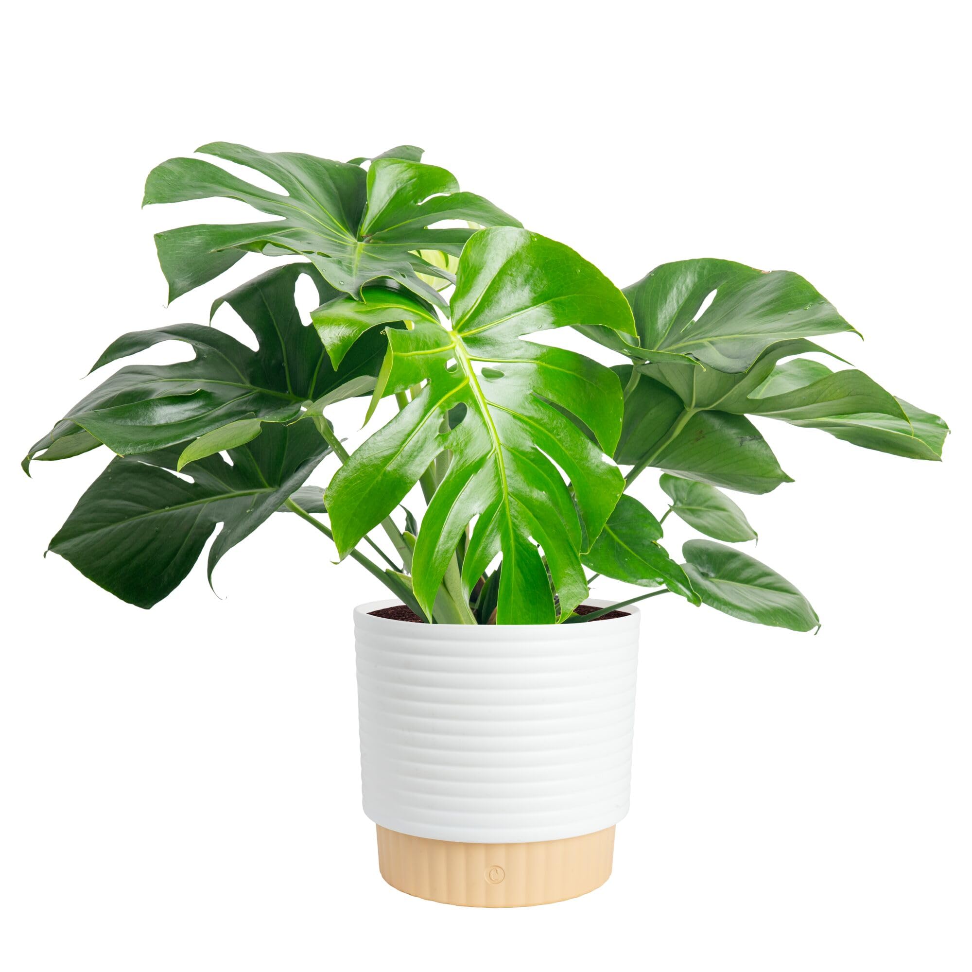 Costa Farms Monstera, Swiss Cheese Plant Live Plant in Decorative Pot, Large Indoor Houseplant, Perfect for Home, Room, or Office Decor, Great House Warming or Birthday Gift, 2-3 Feet Tall