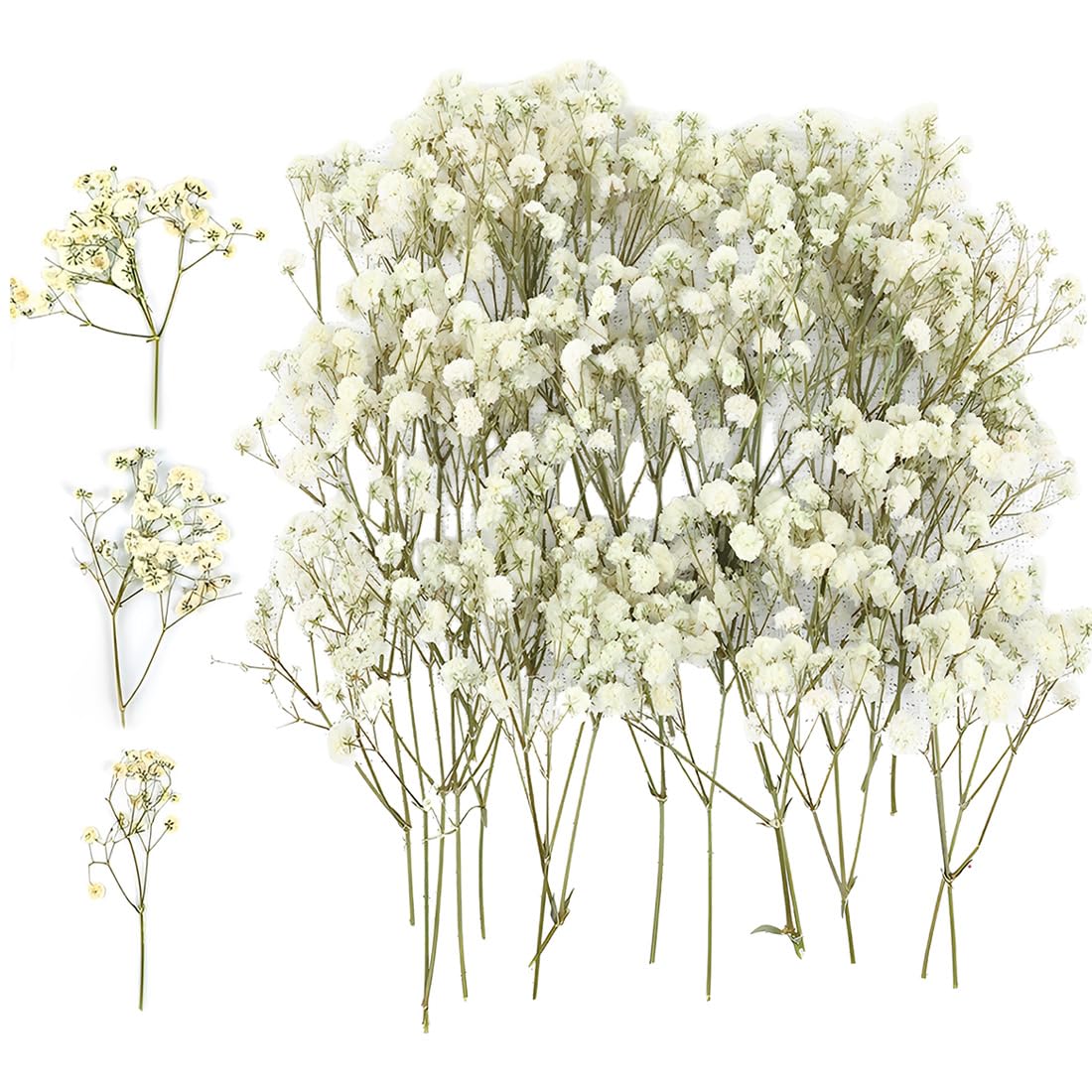 Gypsophila Essiccata Bianchi, Fiori Secchi 50 szt. do Dekoracji DIY