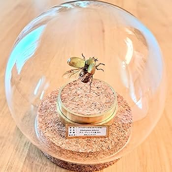 Amazon.co.jp: 珍品クワガタコガネ(キバコガネ)飛翔標本 ガラス